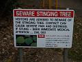 Stinging Tree warning sign